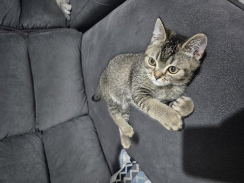 British shorthair tiger desen
