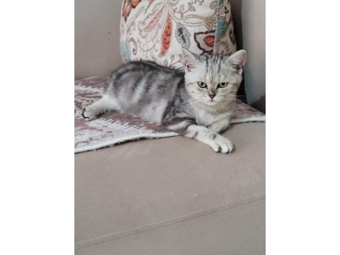 Çok uygun şartlarda british shorthair sahiplendirilecekler