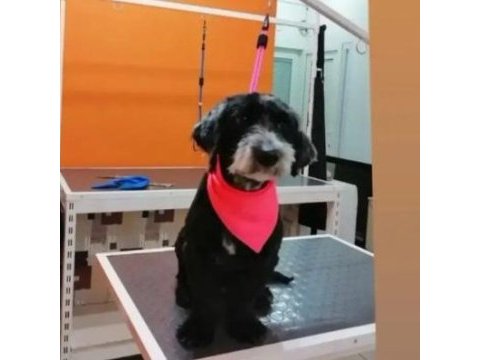 Terrier dişi köpeğimiz