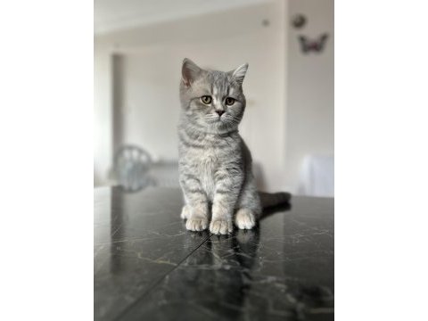 Scottish fold ve straight yavru 3 aylık