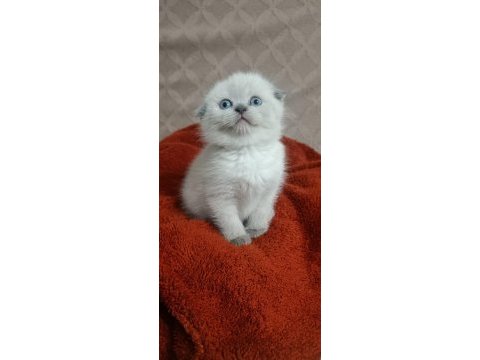 Scottish fold blue point prenses