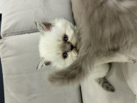 Blue point beyaz british longhair