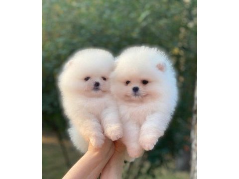 Ayı surat pomeranian yavruları