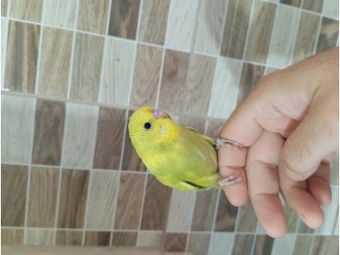 Muhabbet kuşu yavruları