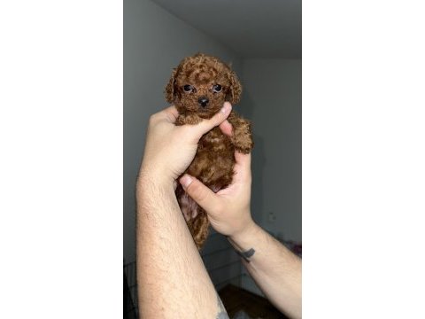 Red brown kore tea cup poodle bebekler