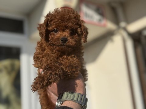Petmode köpek çiftliğinden tiny kore poodle yavrular