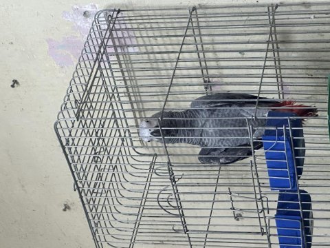Full evcil jako papağanı
