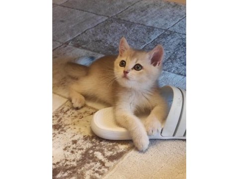 Ödüllü british shorthair yavru