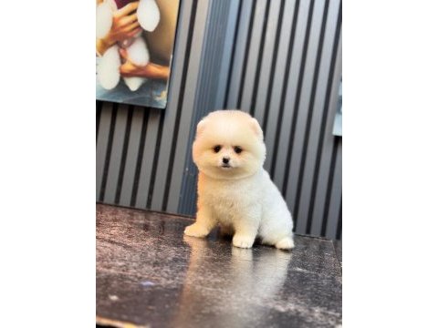 Pomeranian boo köpeği