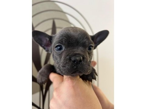 A kalite exotik french bulldog yavrular