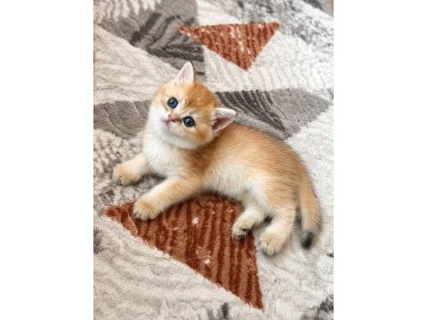Ankranın en güzel ny12 golden british shorthair yavruları