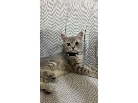 3 aylık yavru dişi british shorthair