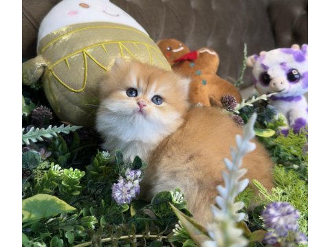Yüksek kalite ny12 golden british longhair
