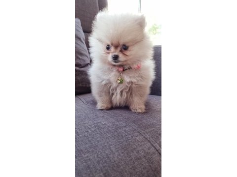 550 gr teacup pomeranian
