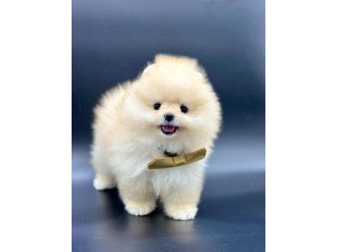 Safkan pomeranian boo yavrularımız