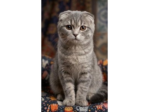 6 aylık bebiş scottish fold uyguna