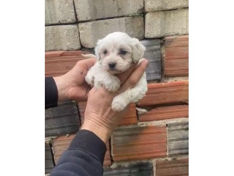 Orijinal terrier yavrular ırk sağlık garantili