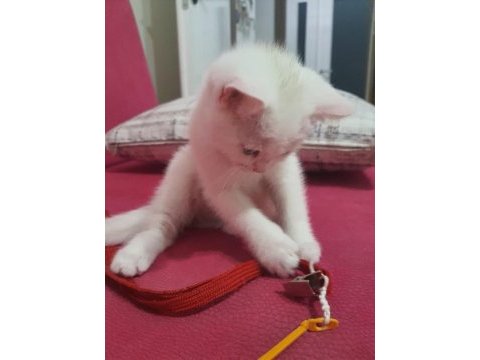 Oyun canavarı british shorthair sahiplendim diyeceksiniz