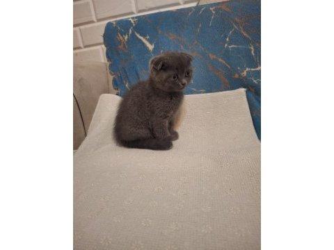 Scottish fold kedisi