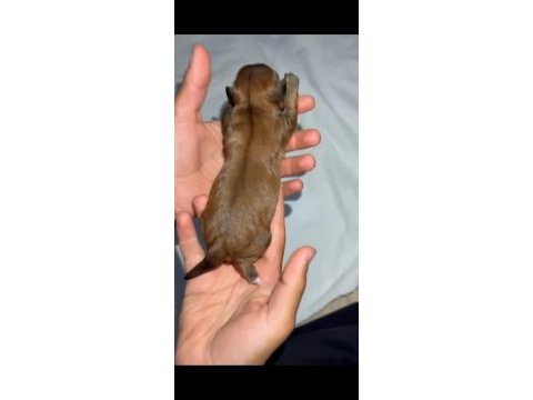 Meraklısına maltipoo