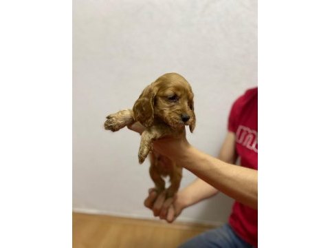 American cocker yavrularımız yeni ailesini arıyor