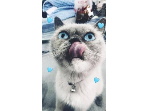 3 yaşında blue point dişi kedimiz