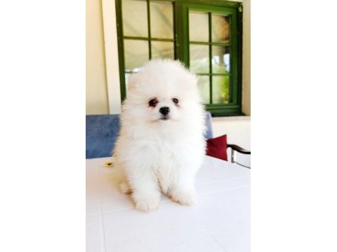 Pomeranian boo dişi kalitee