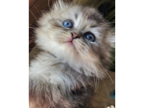 Scottish fold blue tabby longhair yavrularımız