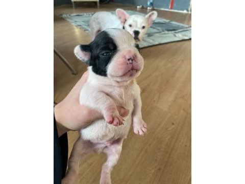 2 haftalık french bulldog yavrularımız yeni yuva arıyor