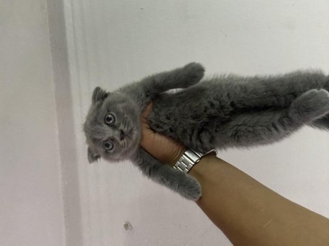 Scottish fold yavruları