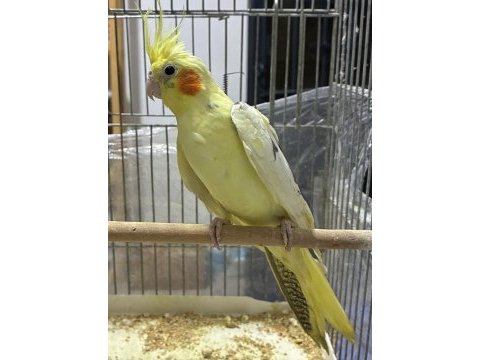 Yavru sultan papağanı kafesi ile birlikte verilecektir