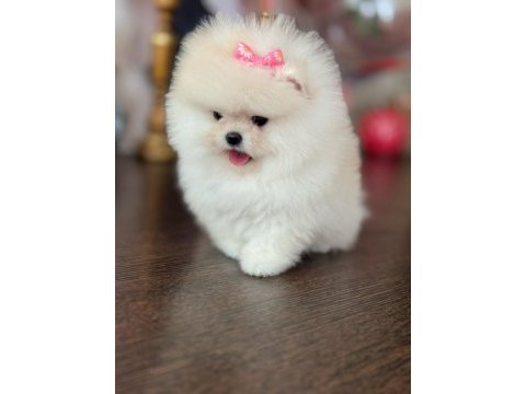 İnanılmaz güzellikte bembeyaz pomeranian kızımız