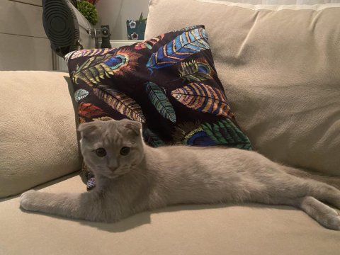 Sevimli scottish fold kedimiz rıfkı için yeni yuva arıyoruz
