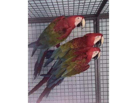 Orman bakanlığı belgeli kırmızı macaw papağan