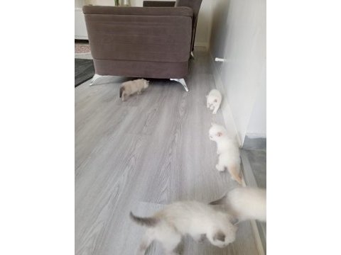 Beyaz safkan british shorthair yavrular
