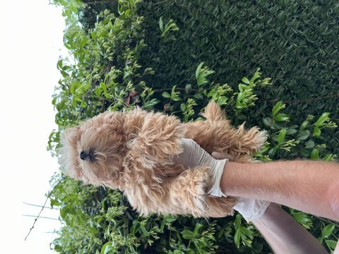 Maltipoo poodle kalitesinde