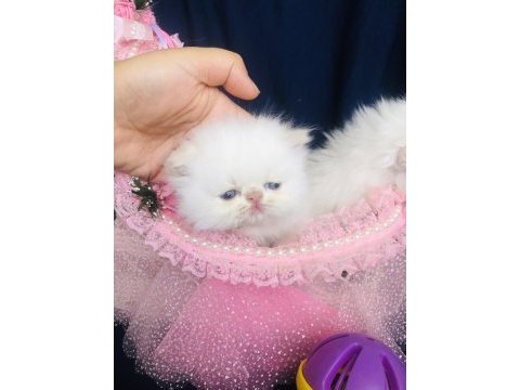 Safkan iran kedisi yavrularım