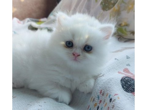 Eşsiz güzellikte erkek ve dişi british longhair yavrular