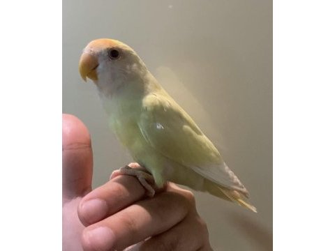 Cremio sevda yavru 4 aylık kırmızı gözler