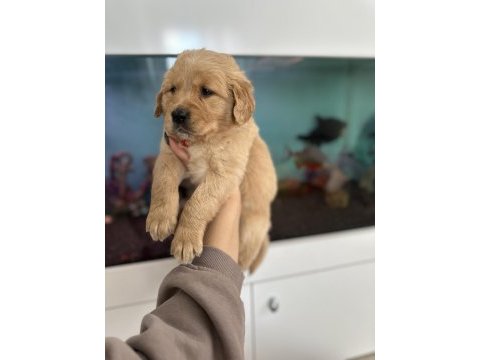 Baby face golden retriever bebekler