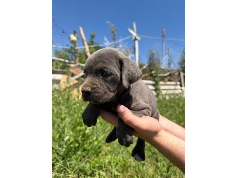 Cane corso yavrular ırk sağlık garantili