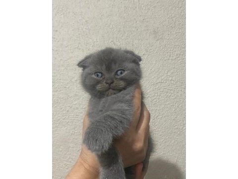 2 aylık scottish fold kedimiz sahiplendirilecek