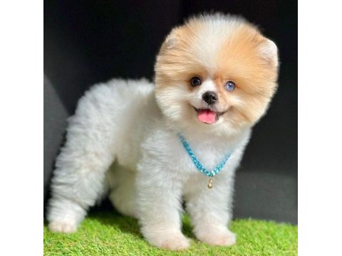Sevimli pomeranian boo yavrularımız