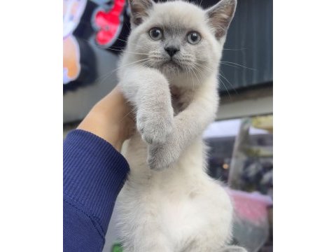 British shorthair blue point erkek dişi kardeşler