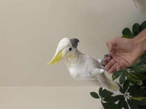 Sülfür kakadu 81 ile gönderim mevcut