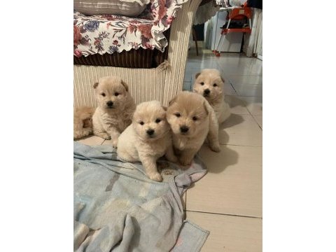 Küt burun ırk garantili chow chow yavrularımız