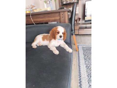 Acil verilecek cavalier king charles
