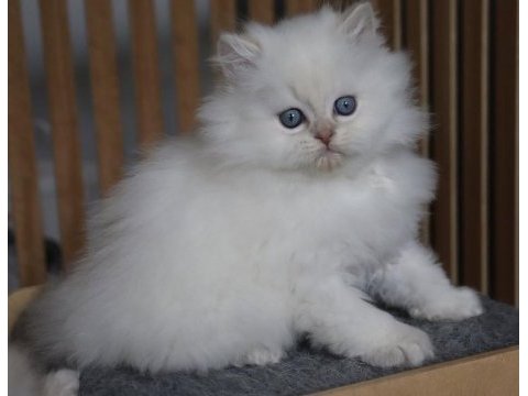 British longhair yavrularımız
