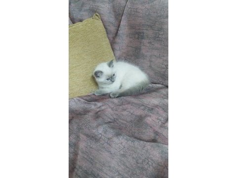 British shorthair erkek eşyalarıyla sahiplendirme