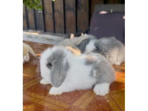 Hollanda lop tavşanı mavi gözler